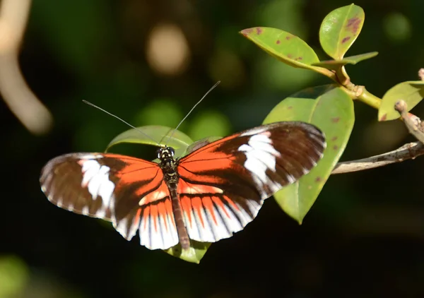 Kleurrijke close-up van vlinder — Stockfoto