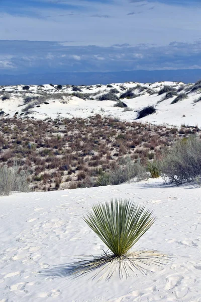 Білі піски дюни n Нью-Мексико — стокове фото