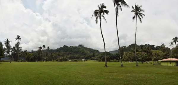 Buja Trópusi Park Nagy Sziget Hawaii — Stock Fotó