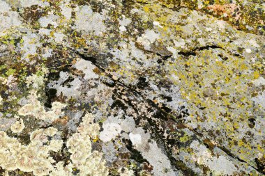 Büyük doğal granit kaya yüzeyi, yosun arkaplanı ve dokusu var..