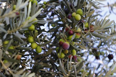 Atina 'da yeşil zeytin ağacı