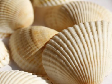 güzel deniz kabuğu duvar kağıdı ışık arkaplanı