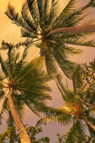 Podíval se na kokosové palmy v západu slunce — Stock fotografie