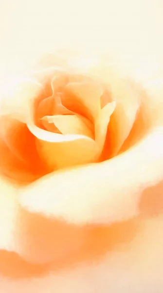 Beautiful orange rose soft effect — Stock Photo, Image