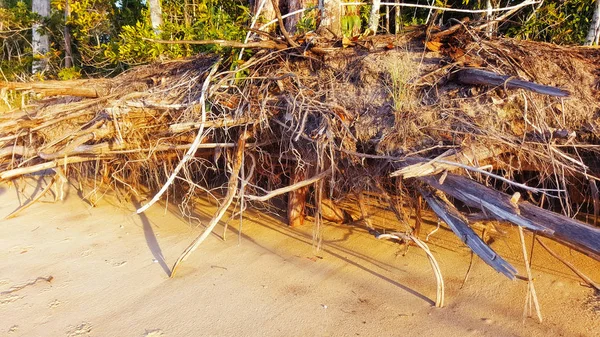 Эрозия на пляже с корнями деревьев — стоковое фото