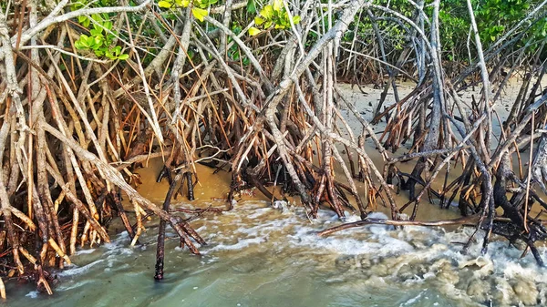 Mangrove på stranden — Stockfoto