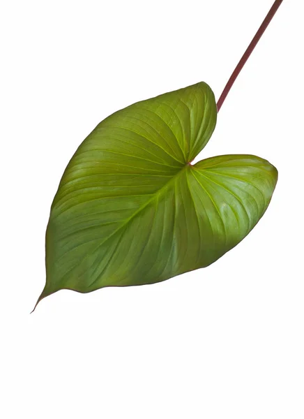 Groene blad en stam — Stockfoto