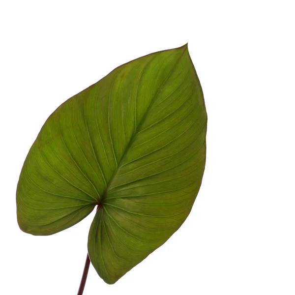 Темно-зеленый лист — стоковое фото