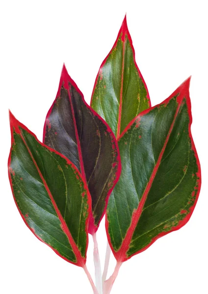 Quattro foglie colorate — Foto Stock