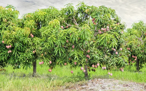 Ферма манго в Марибе, Австралия — стоковое фото