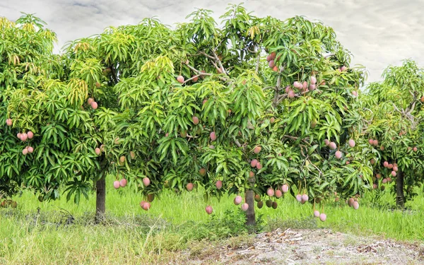 Fazenda de manga em Mareeba Austrália — Fotografia de Stock