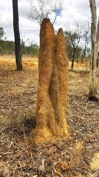 Termites nichent dans l'arrière-pays australien — Photo