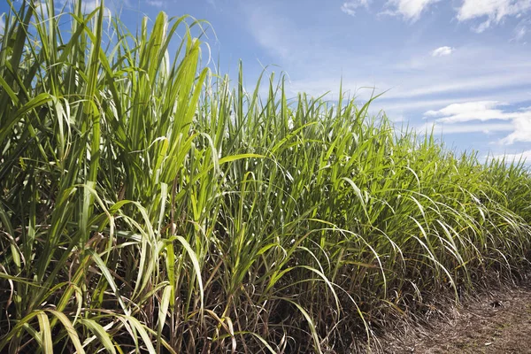 Fazenda cana-de-açúcar em Cairns Austrália — Fotografia de Stock