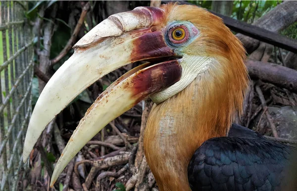 Hornbill zblízka — Stock fotografie