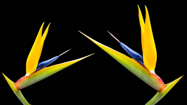 Zwei Paradiesvogel-Blumen auf schwarzem Hintergrund 51 — Stockfoto