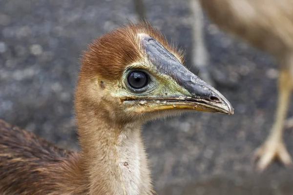 Close up of cassowary chick — Stock Photo, Image