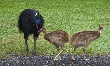 Cassowary kız ve erkek babaları