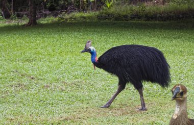 Cassowary erkek bebek piliç ile