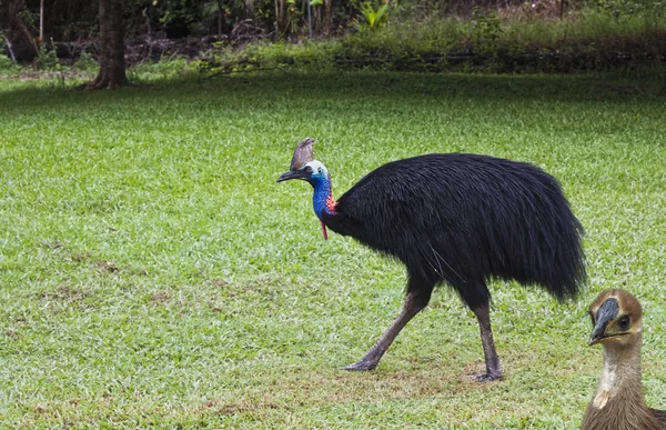 Cassowary male with  baby chick — Stock Photo, Image