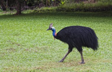 cassowary erkek