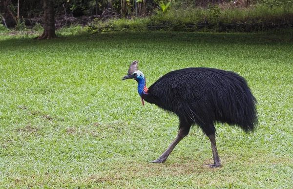 Büyük vahşi cassowary erkek — Stok fotoğraf