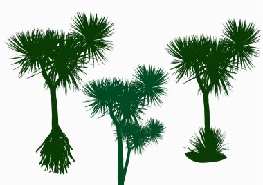 Üç yeşil pandanus ağaçlar