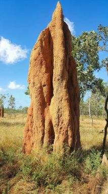 Cathedral termite mound clipart