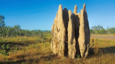 Büyük termit Höyük