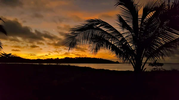 Силуэт пляжного и кокосового дерева — стоковое фото