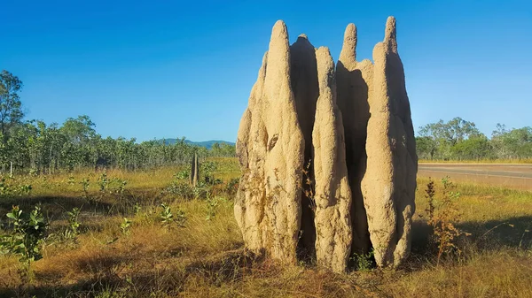 Grands termites — Photo