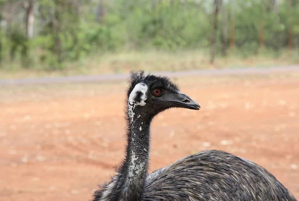 Gros plan de la tête emu — Photo