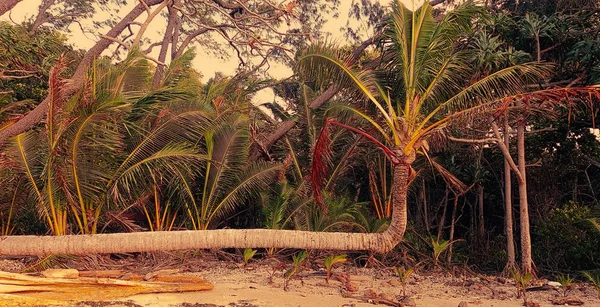 Uvanlig kokosnøtttre på stranden i solnedgangen – stockfoto