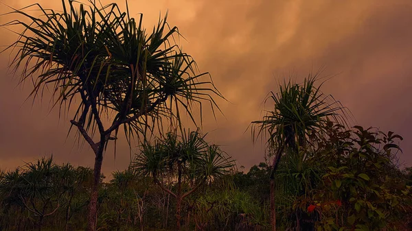 Cape York pandanus trees in the sunset — Stock Photo, Image