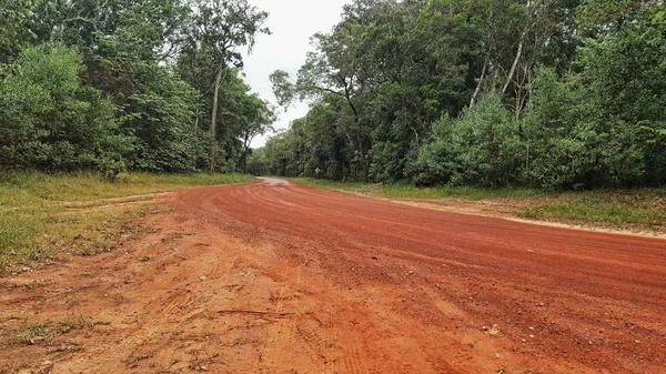 red dirt road into rainforest