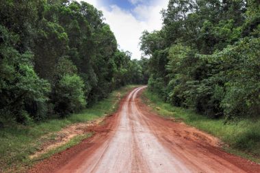 road in the tropical rainforest in Australia 3797 clipart