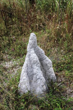 Beyaz termit höyükler, karınca Yuvaları