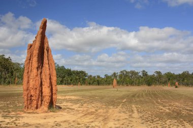 Cape York Avustralya büyük termit yuvası