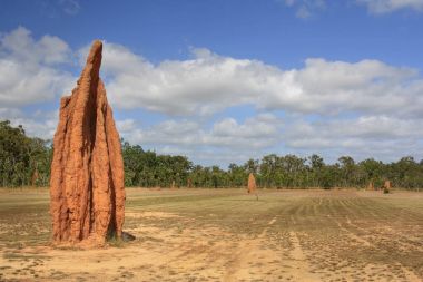 Large termite nest in Cape York Australia clipart