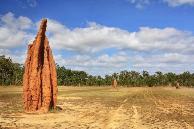 birçok karınca Höyük yakın çekim