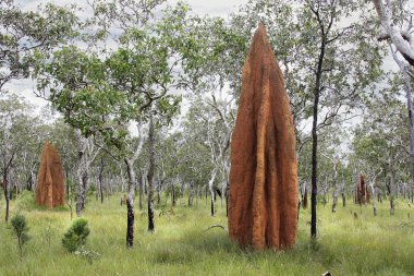 Mound building termites nests clipart