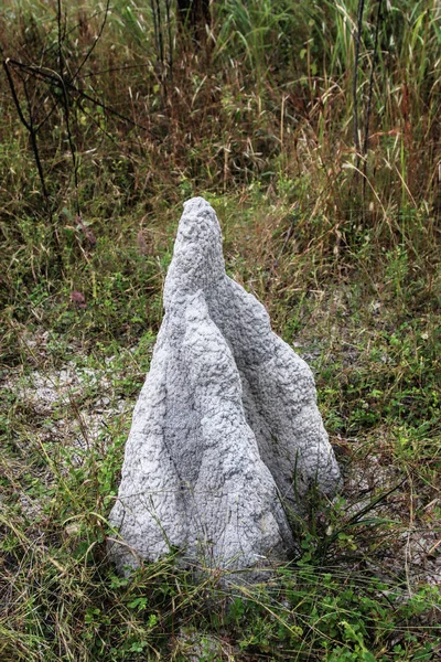 Beyaz termit höyükler, karınca Yuvaları