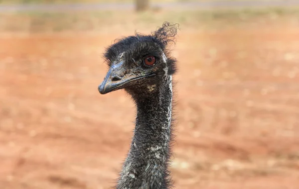 Emu の頭 3 のクローズ アップ — ストック写真