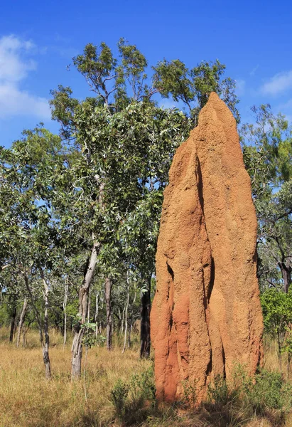 Termita hormiga colina Australia — Foto de Stock
