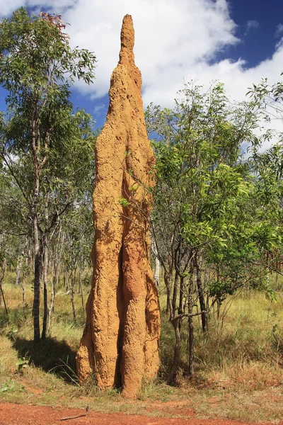 Termite Mound  Cape York Australia