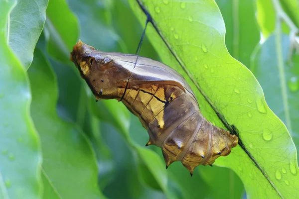 Cocon d'un papillon à ailes d'oiseau — Photo