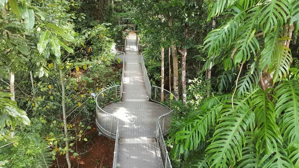 World Heritage rainforest skywalk — Stock Photo, Image