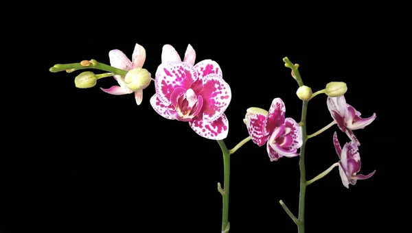 Siyah arkaplanda orkide — Stok fotoğraf
