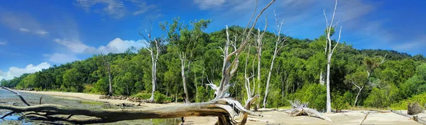 Playa cerca de Cairns con madera a la deriva — Foto de Stock