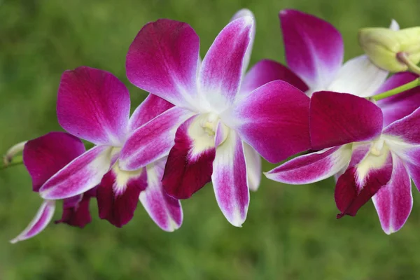 Fioletowe kwiaty orchidei — Zdjęcie stockowe