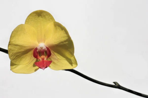 Одна жовта квітка орхідеї — стокове фото